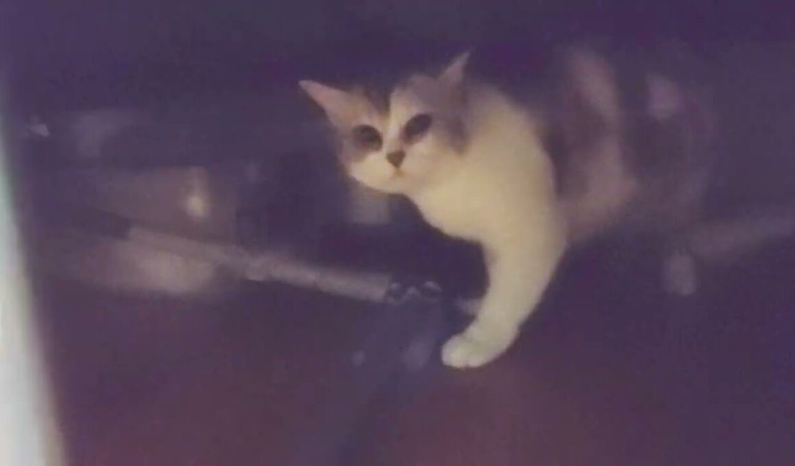 つれないマンチカンと初めて顔をつけて寄り添ってくれたハチワレ猫がこちら♪