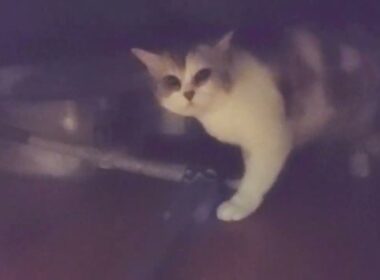 つれないマンチカンと初めて顔をつけて寄り添ってくれたハチワレ猫がこちら♪