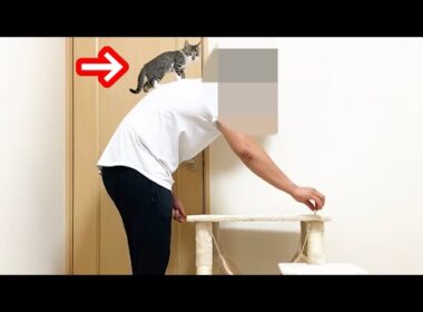 生後６７日の子猫にキャットタワーをプレゼントしてみた結果w