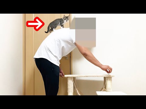 生後６７日の子猫にキャットタワーをプレゼントしてみた結果w