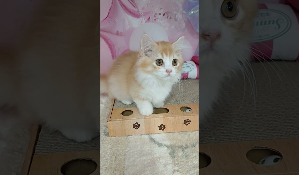 【ご家族様募集中】短足マンチカン女の子♡ #cat  #かわいい子猫 #kitten #子猫 #cute #子猫ブリーダー #長足マンチカン #短足ミヌエット #子ネコ