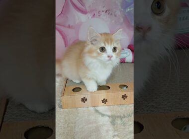 【ご家族様募集中】短足マンチカン女の子♡ #cat  #かわいい子猫 #kitten #子猫 #cute #子猫ブリーダー #長足マンチカン #短足ミヌエット #子ネコ