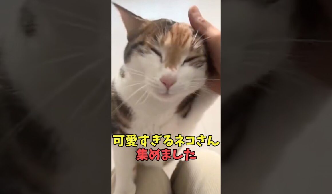 絶対この子天使すぎる猫映像#猫　#猫のいる暮らし　#猫動画　#ねこ　#可愛い　#かわいい　#可愛すぎる　#2ch　#癒し　#ペット　#動物　#2ch 　#shorts