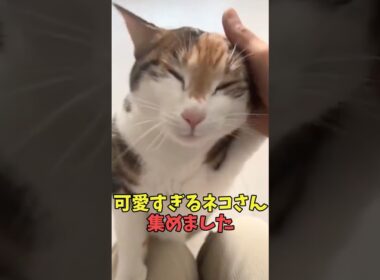 絶対この子天使すぎる猫映像#猫　#猫のいる暮らし　#猫動画　#ねこ　#可愛い　#かわいい　#可愛すぎる　#2ch　#癒し　#ペット　#動物　#2ch 　#shorts