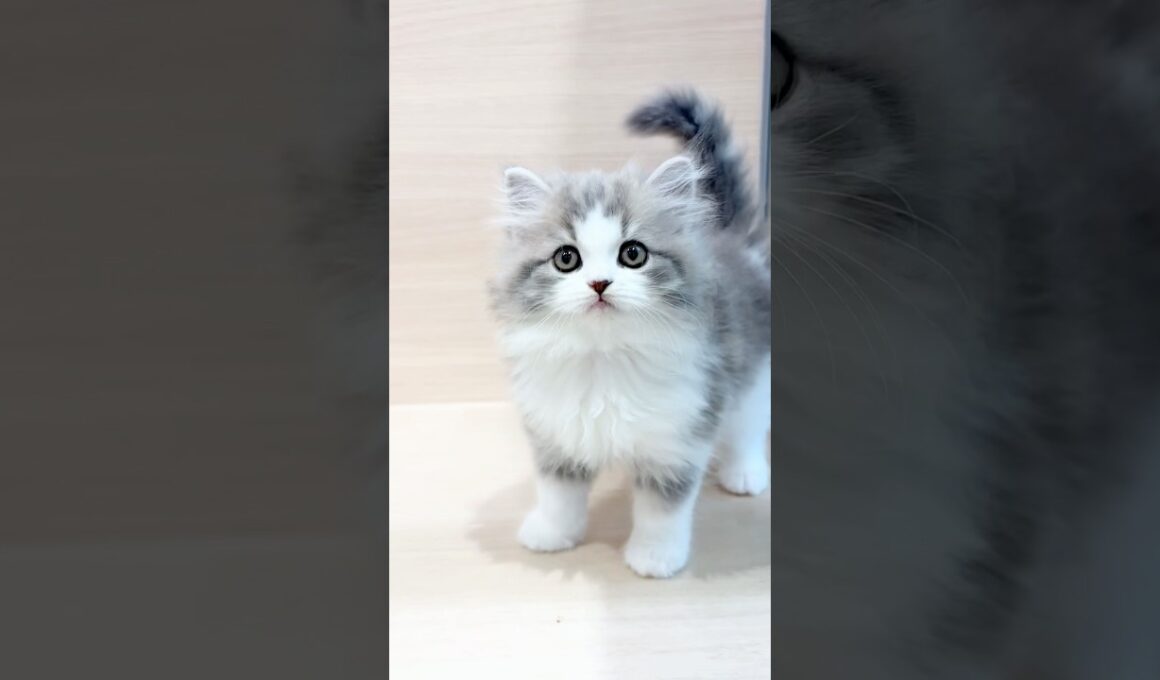 🩵大人気の可愛いスコティッシュフォールドの男の子🩵パピードリーム