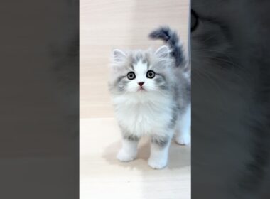 🩵大人気の可愛いスコティッシュフォールドの男の子🩵パピードリーム