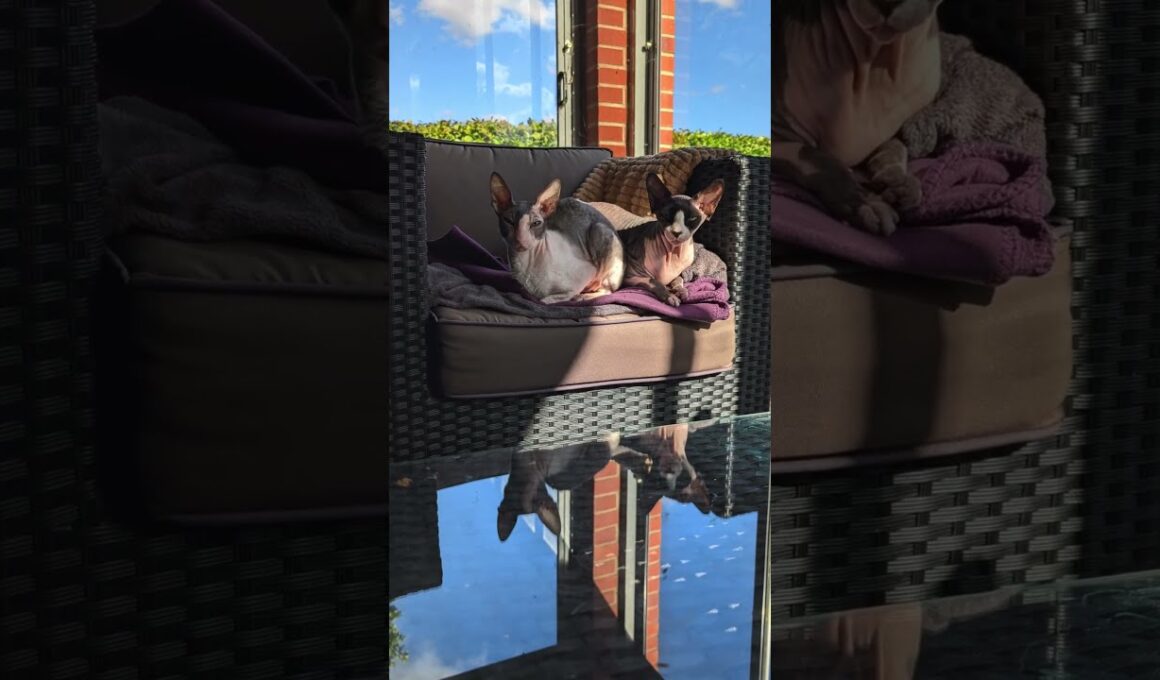 Happy 13th Birthday, Kira! ❤️