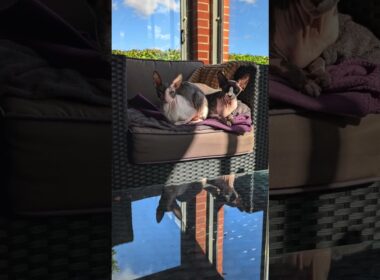 Happy 13th Birthday, Kira! ❤️