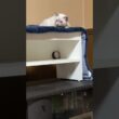 黒猫の子ネコ黒夢「シャムの雫、怒ってる、どうしよう」と去る