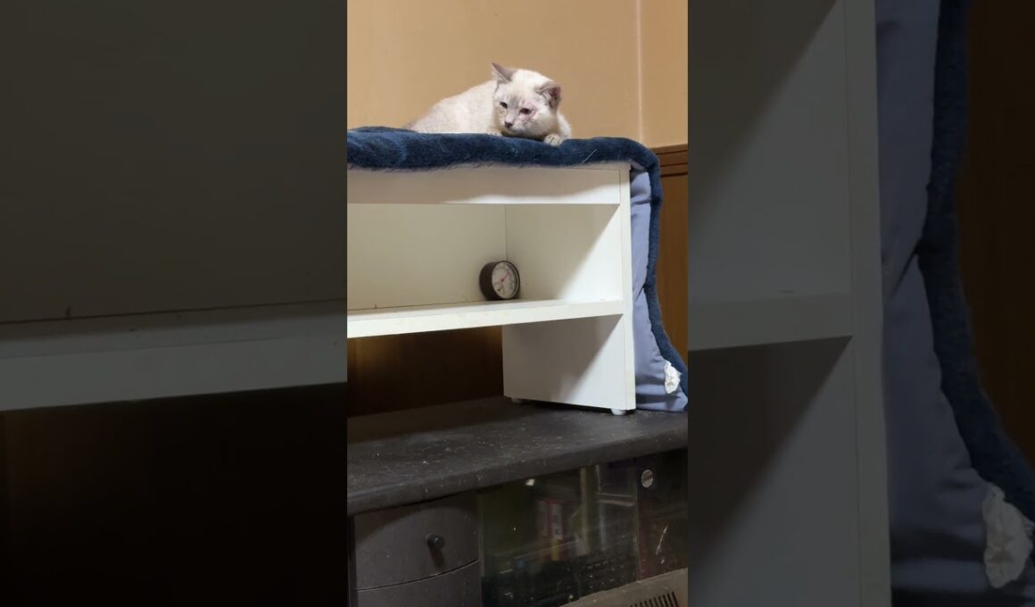 黒猫の子ネコ黒夢「シャムの雫、怒ってる、どうしよう」と去る