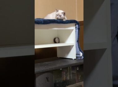 黒猫の子ネコ黒夢「シャムの雫、怒ってる、どうしよう」と去る