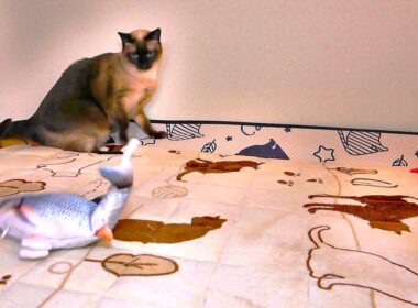 魚が飛び跳ねて！するシャム猫の驚き方が可愛🐟