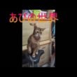 ネコ動画あび＃5376　あびの毎日　アビシニアン　あび