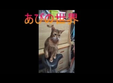 ネコ動画あび＃5376　あびの毎日　アビシニアン　あび