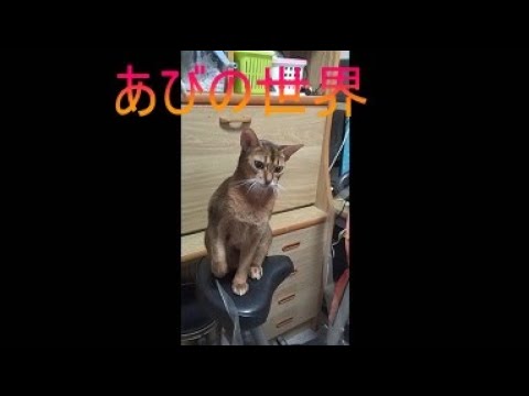 ネコ動画あび＃5376　あびの毎日　アビシニアン　あび