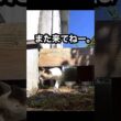 タヌキ顔のシャム系くん。たぬシャムくんが食事に来たよ。 #地域猫 #野良猫