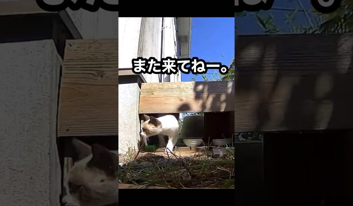 タヌキ顔のシャム系くん。たぬシャムくんが食事に来たよ。 #地域猫 #野良猫