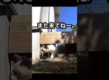 タヌキ顔のシャム系くん。たぬシャムくんが食事に来たよ。 #地域猫 #野良猫