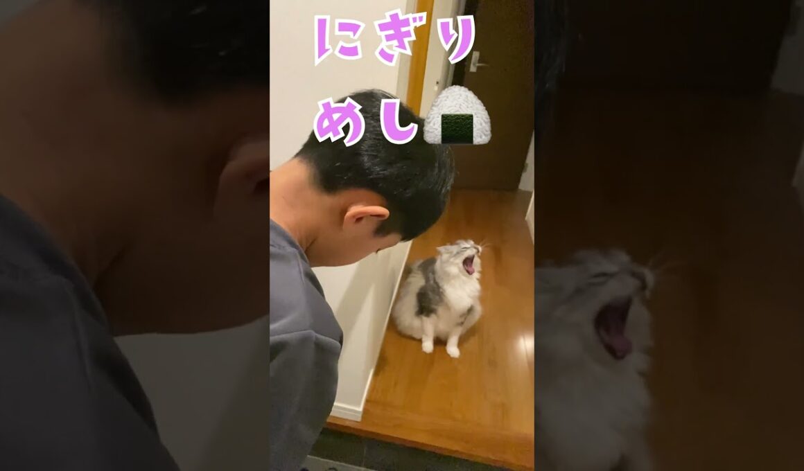 夜遅く玄関で少年の帰りを待っていた大型猫おにぎりみたい#メインクーン#shorts