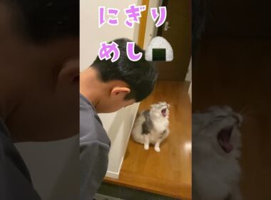 夜遅く玄関で少年の帰りを待っていた大型猫おにぎりみたい#メインクーン#shorts