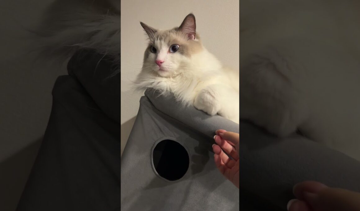 握手拒否な猫 #cat #ラグドール＃ #猫