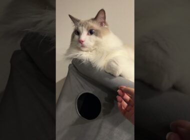 握手拒否な猫 #cat #ラグドール＃ #猫