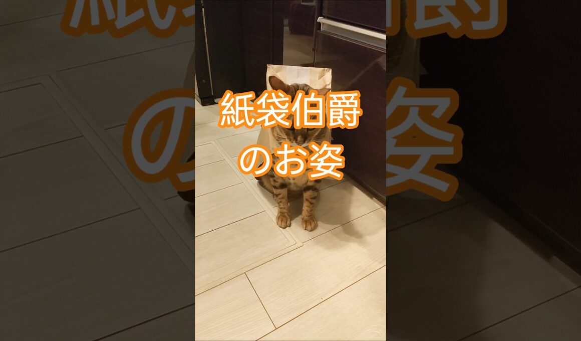 紙袋伯爵姿のレオンに感動しました#bengalcat #cat #ベンガルネコ #猫のいる暮らし