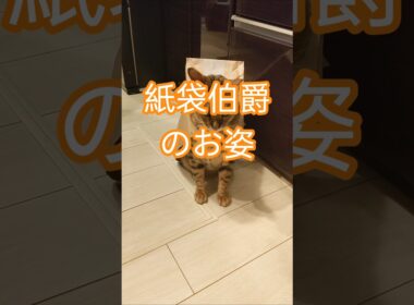 紙袋伯爵姿のレオンに感動しました#bengalcat #cat #ベンガルネコ #猫のいる暮らし