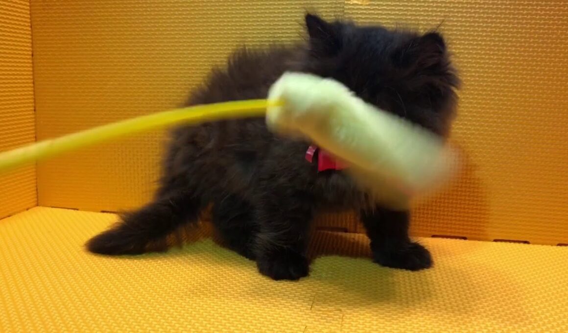 2018.6.10生まれセルカークレックス