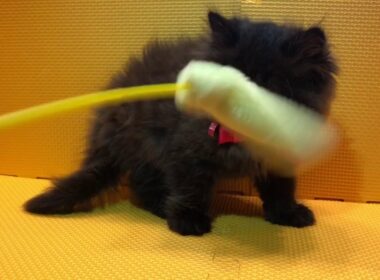 2018.6.10生まれセルカークレックス