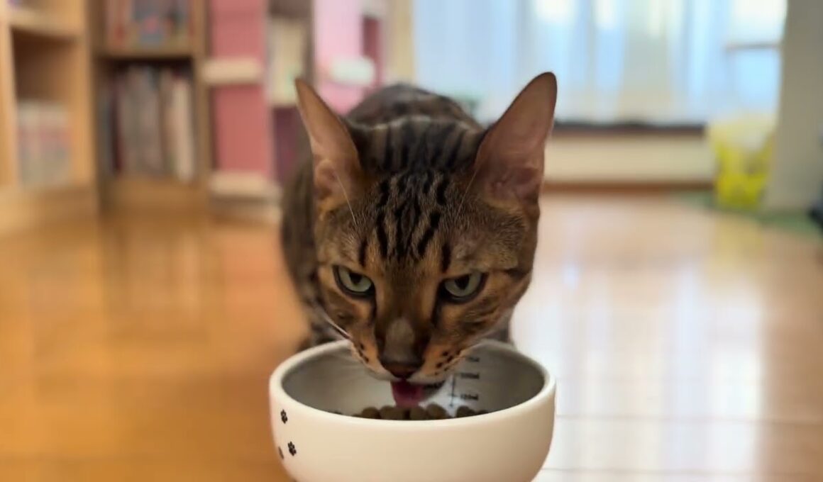 【ベンガル】のメレブさん🍽️朝ごはん👍🏼 4K #ベンガル