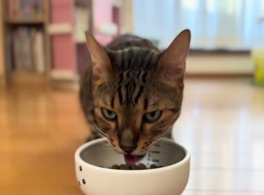 【ベンガル】のメレブさん🍽️朝ごはん👍🏼 4K #ベンガル