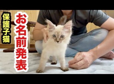 保護子猫のお名前発表します