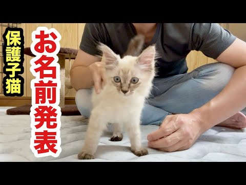保護子猫のお名前発表します
