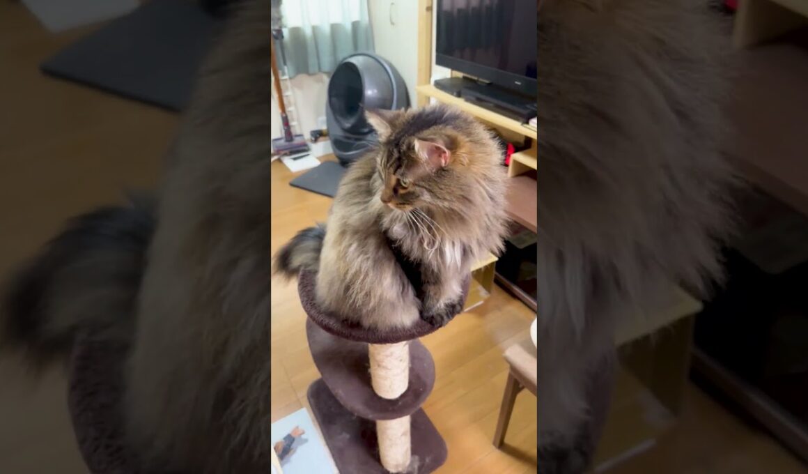 さすがモフモフな北欧猫!風格が凄いwww 【前編】#ノルウェージャン #猫の風格 #モフモフな猫