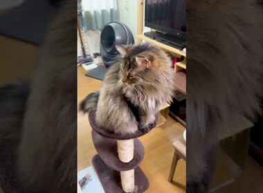 さすがモフモフな北欧猫!風格が凄いwww 【前編】#ノルウェージャン #猫の風格 #モフモフな猫