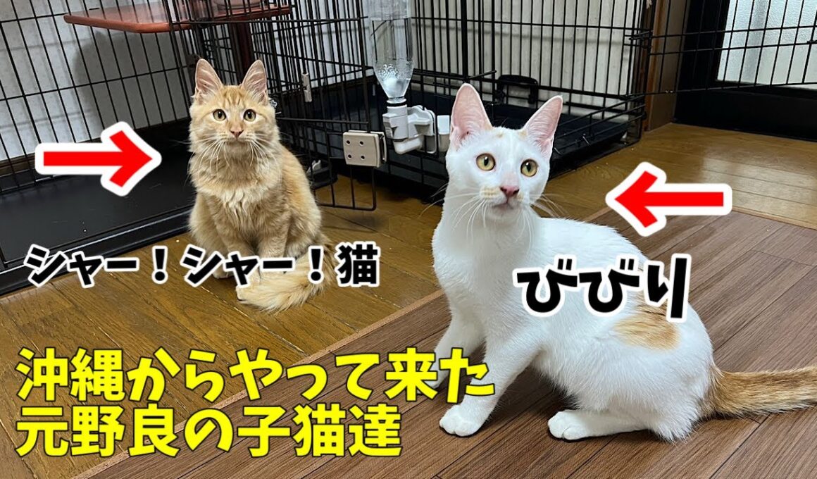 【沖縄っ子7便隊】この子達が激変するのが楽しみです