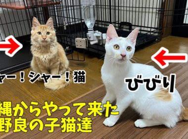 【沖縄っ子7便隊】この子達が激変するのが楽しみです