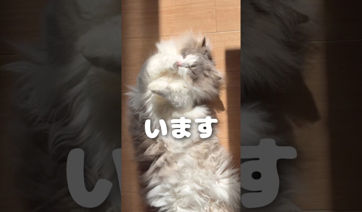 うちにはモフモフがいます🐱♡#マンチカン #マンチカン短足 #munchkin