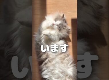 うちにはモフモフがいます🐱♡#マンチカン #マンチカン短足 #munchkin