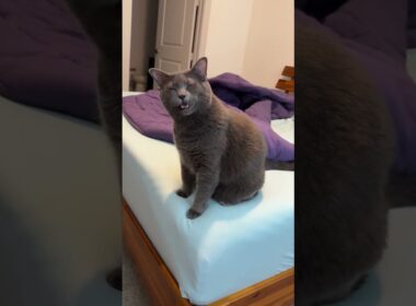 @krelw117: How the little girly asks to be held