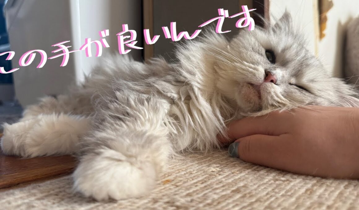 可愛すぎ注意♥️ 人が大好きなペルシャ猫つららの甘え方が尊い【元保護猫】