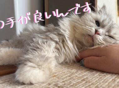可愛すぎ注意♥️ 人が大好きなペルシャ猫つららの甘え方が尊い【元保護猫】