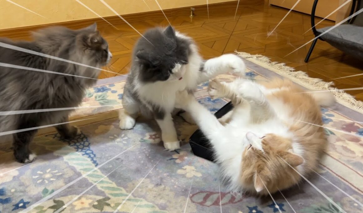 【縦社会⁉︎】もふ猫ファミリーの縦社会がわかる、ベッド争奪戦wwwノルウェージャンフォレストキャットとターキッシュアンゴラ