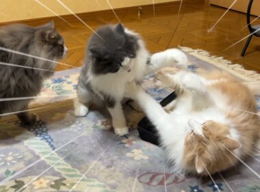 【縦社会⁉︎】もふ猫ファミリーの縦社会がわかる、ベッド争奪戦wwwノルウェージャンフォレストキャットとターキッシュアンゴラ