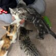 ひとりぼっちの子猫を全く関係ない子猫兄弟に預けたら…