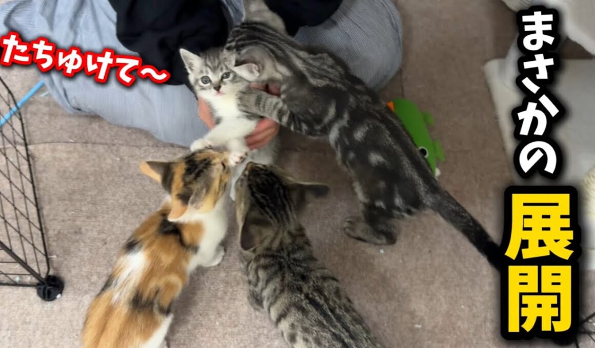 ひとりぼっちの子猫を全く関係ない子猫兄弟に預けたら…