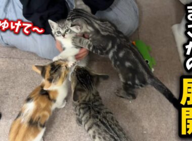 ひとりぼっちの子猫を全く関係ない子猫兄弟に預けたら…