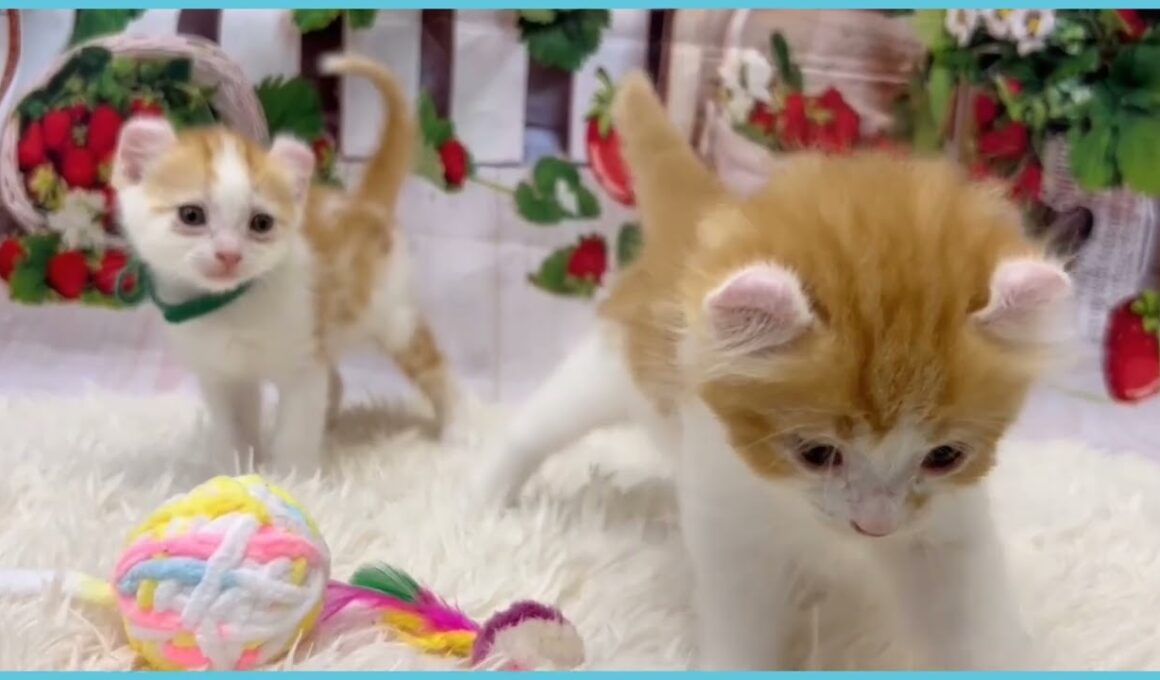 Coo&RIKU　No.00735276 アメリカンカール