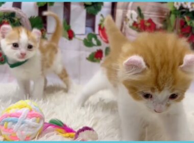 Coo&RIKU　No.00735276 アメリカンカール